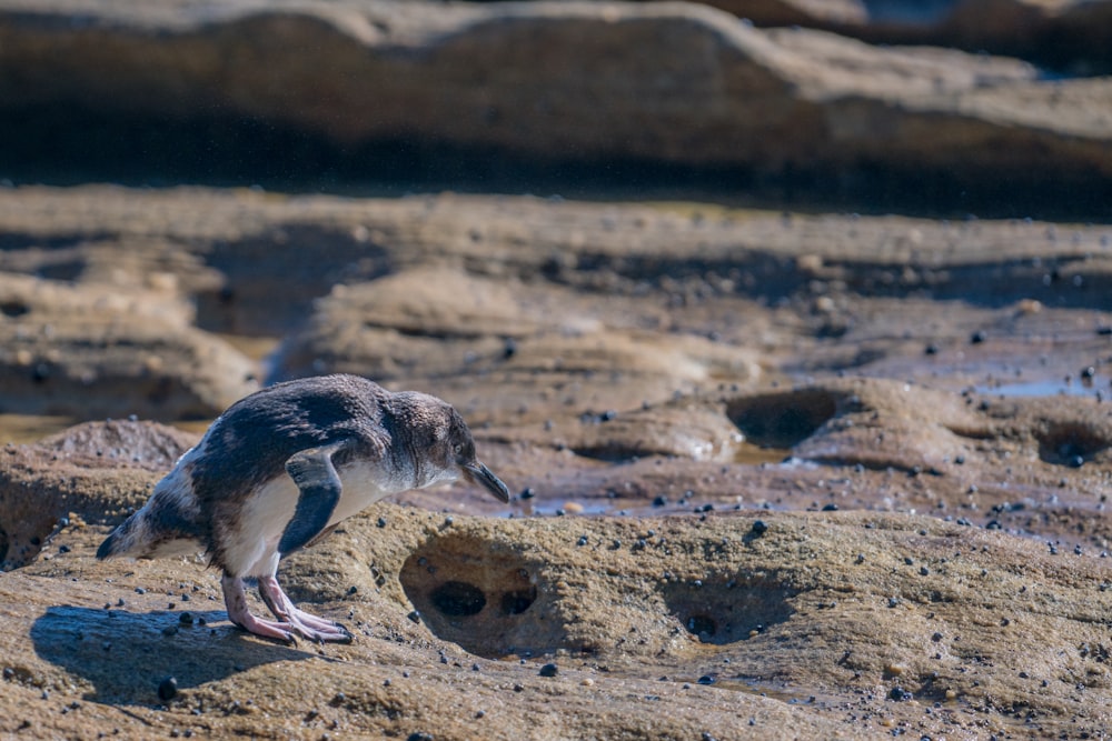 black and white penguin on brown ground