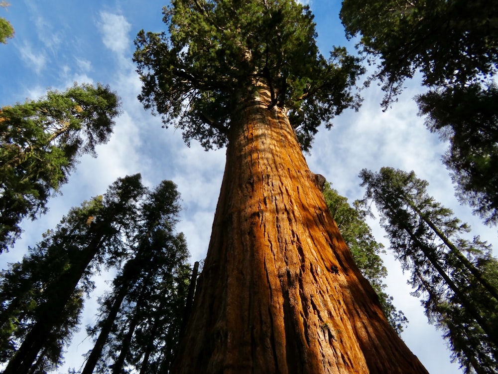 photo of a brown green tree