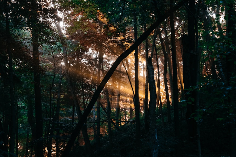 Sonnenstrahlen auf dem schönsten Foto