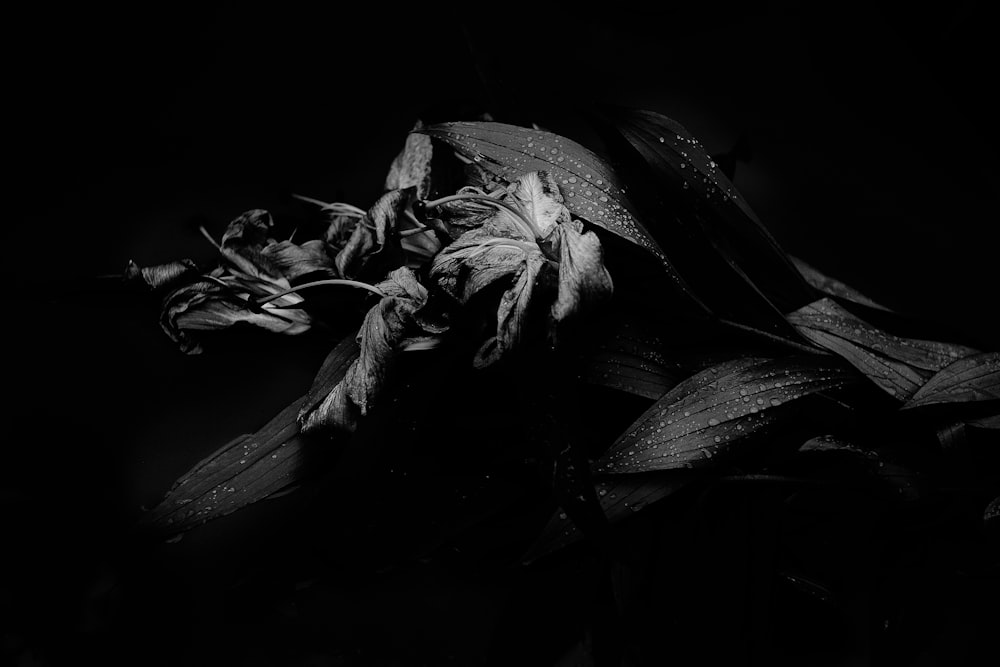 Graustufenfoto der Blume