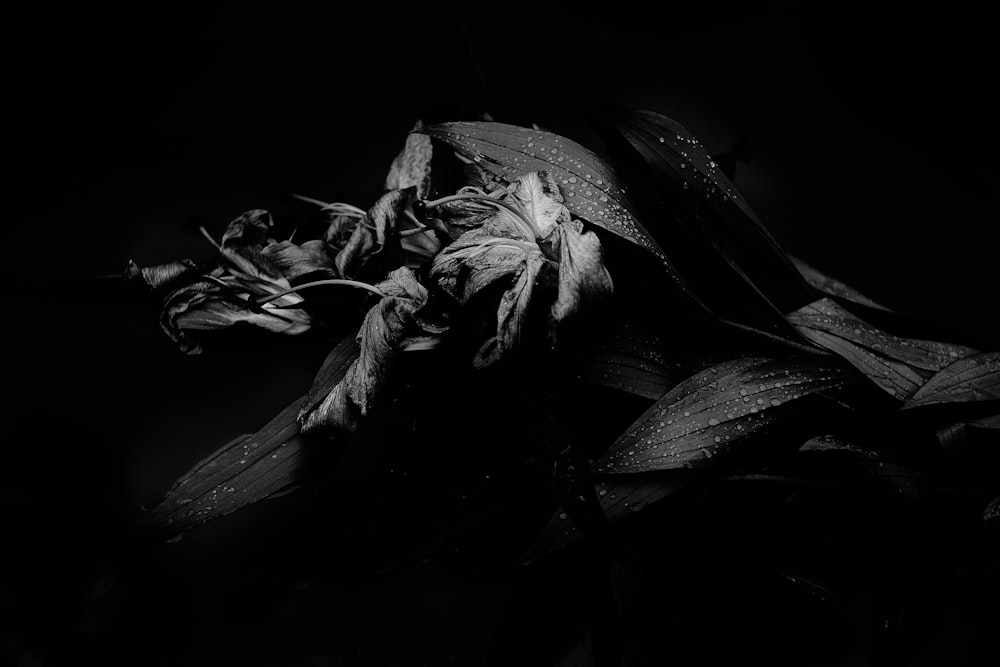 grayscale photo of flower