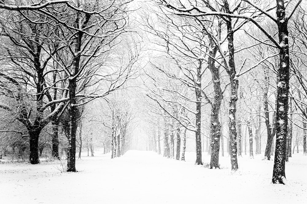 forêt enneigée