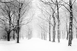 snow covered forest