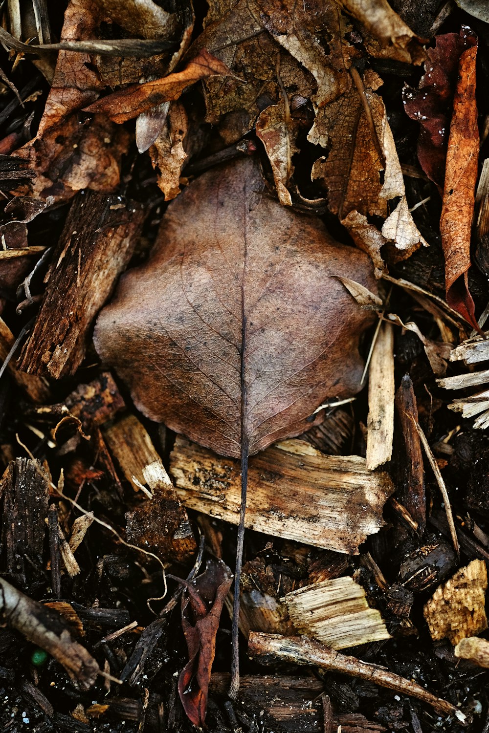 flat-lay photo of dried leaves and firewood