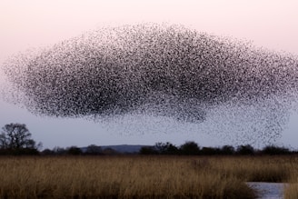 a large flock of birds flying over a field