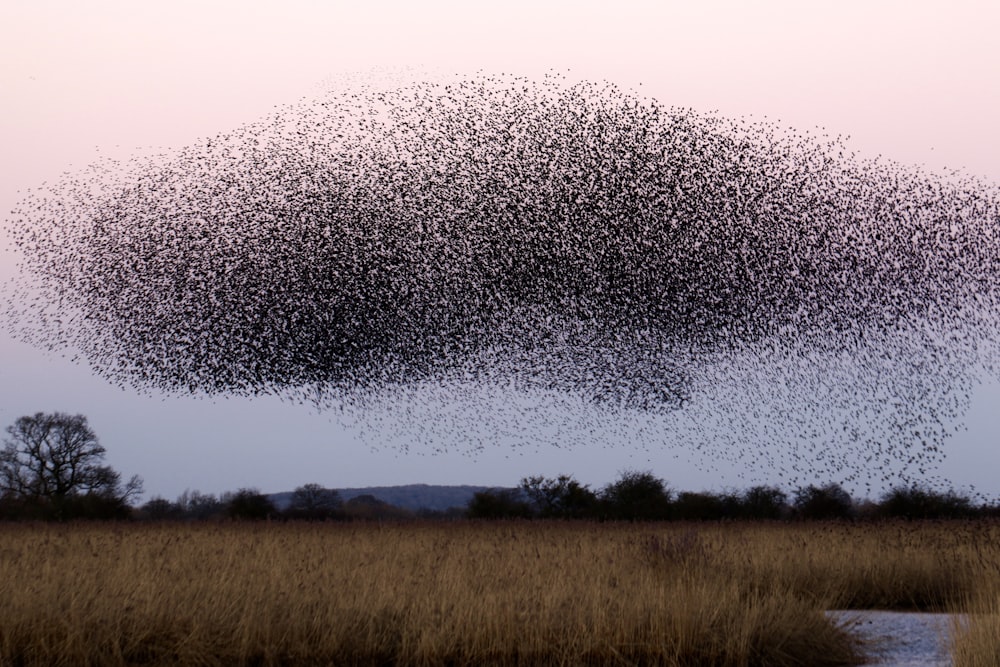 a large flock of birds flying over a field