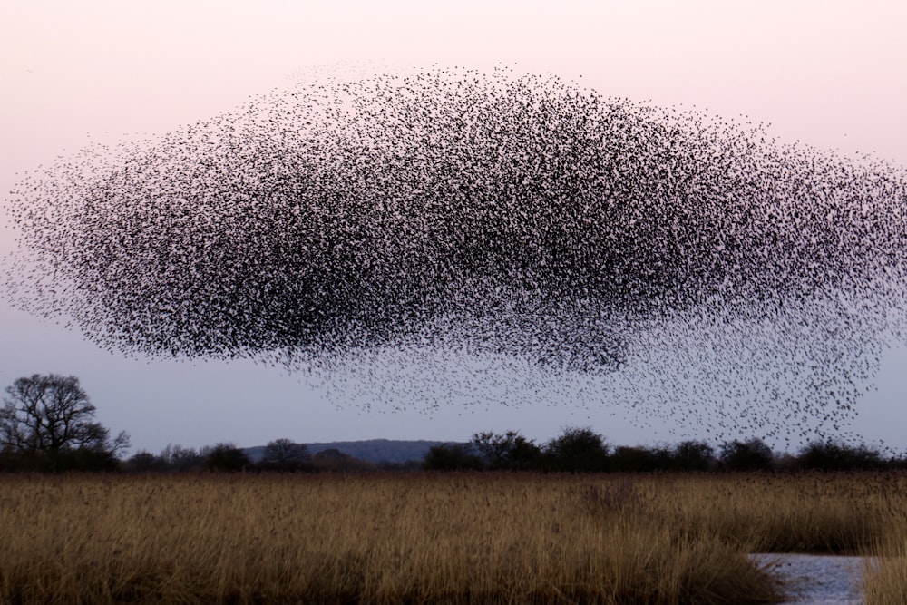 um grande bando de pássaros voando sobre um campo