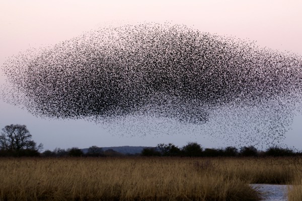 A large flock of birds forms a dense, swirling pattern in the sky above a grassy landscape during twilight. The horizon is dotted with trees, and the sky is a gradient of soft pink to pale blue.