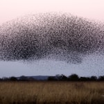 A whale in the sky( Starling roost at Otmoor UK )