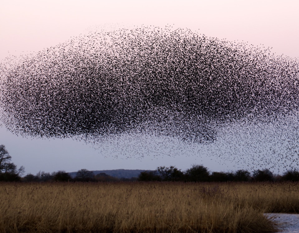 A whale in the sky( Starling roost at Otmoor UK )