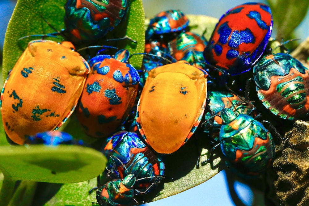 macro shot of assorted insects on green leaf