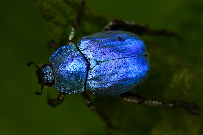 macro shot of blue beetle