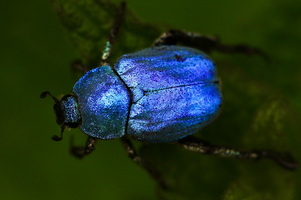 Colpo macro di scarabeo blu