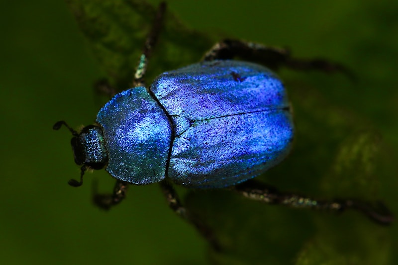 Bug