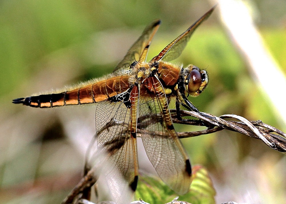 a couple of dragonflies sitting on top of a plant