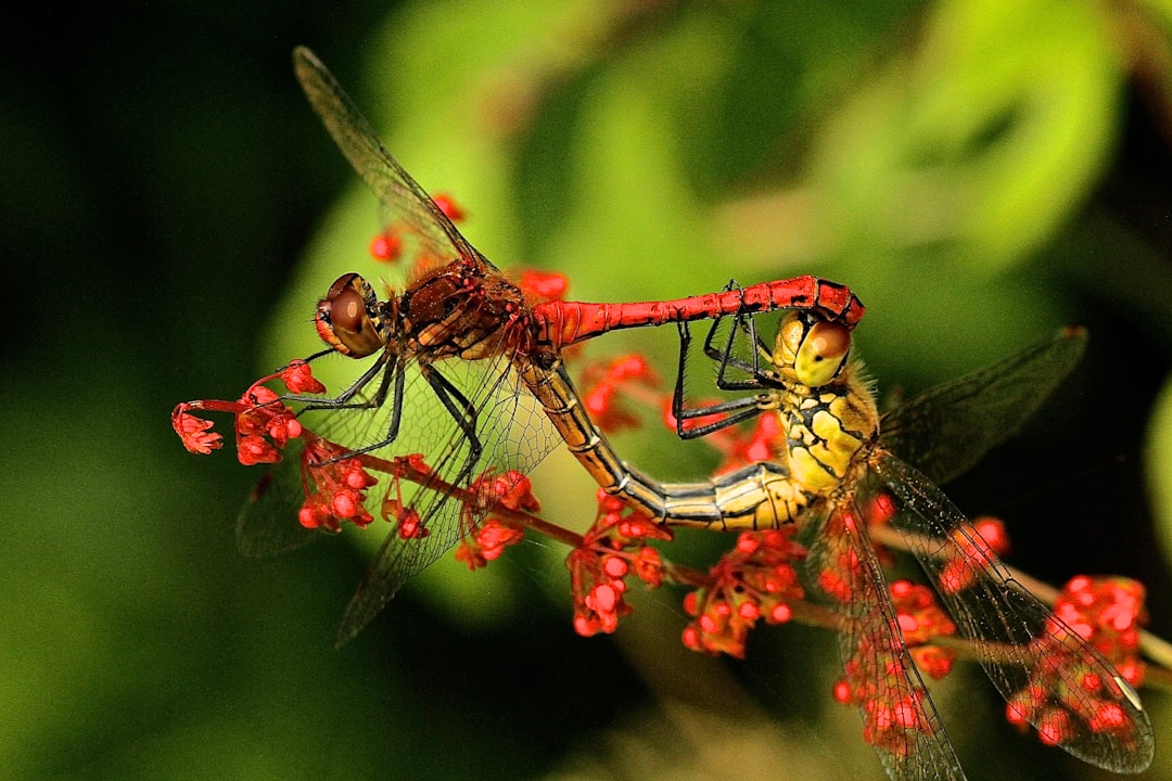 close up photography of two dragonflies
