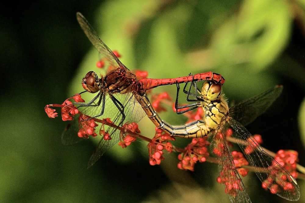 fotografia de perto de duas libélulas