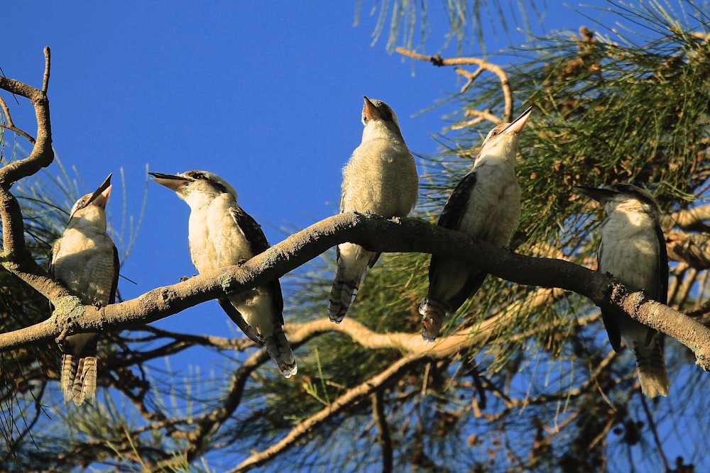five white birds on brown tree branch