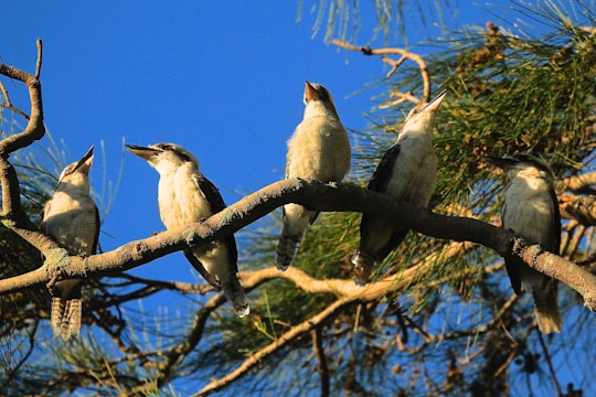 photo of Currarong Wildlife near Kiama Blowhole