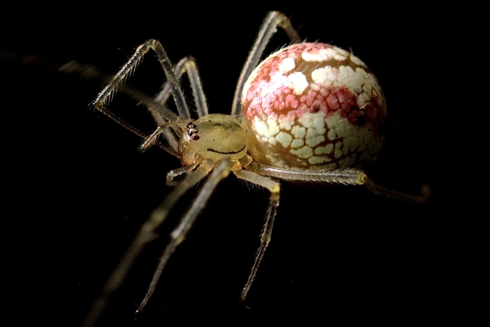 macro photograph brown and white spider