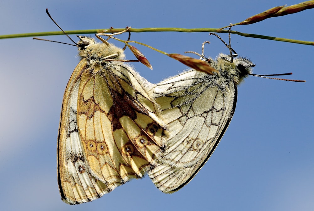 two brown butterflies