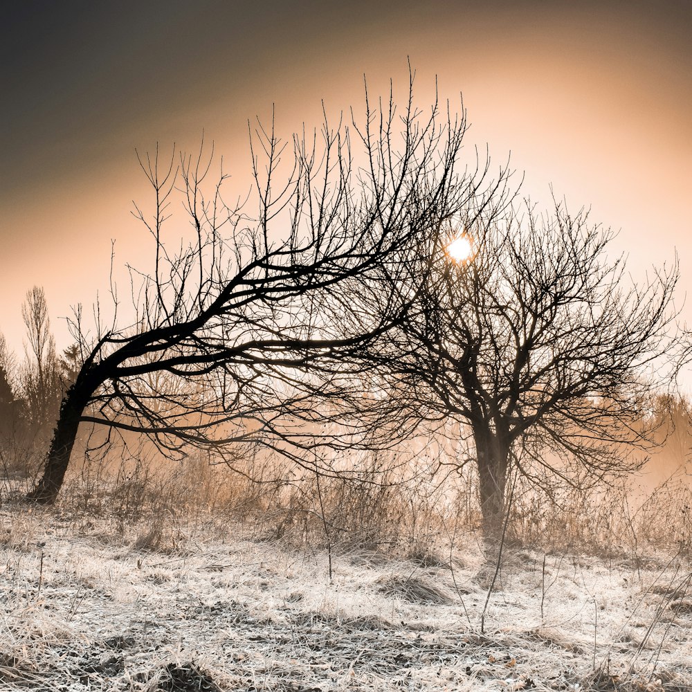 the sun is shining through the foggy trees