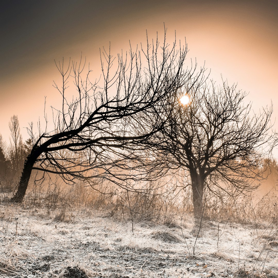 Our roots for us alone,
our branches leaning together.
Stretching out to the sun,
withstanding cold weather.