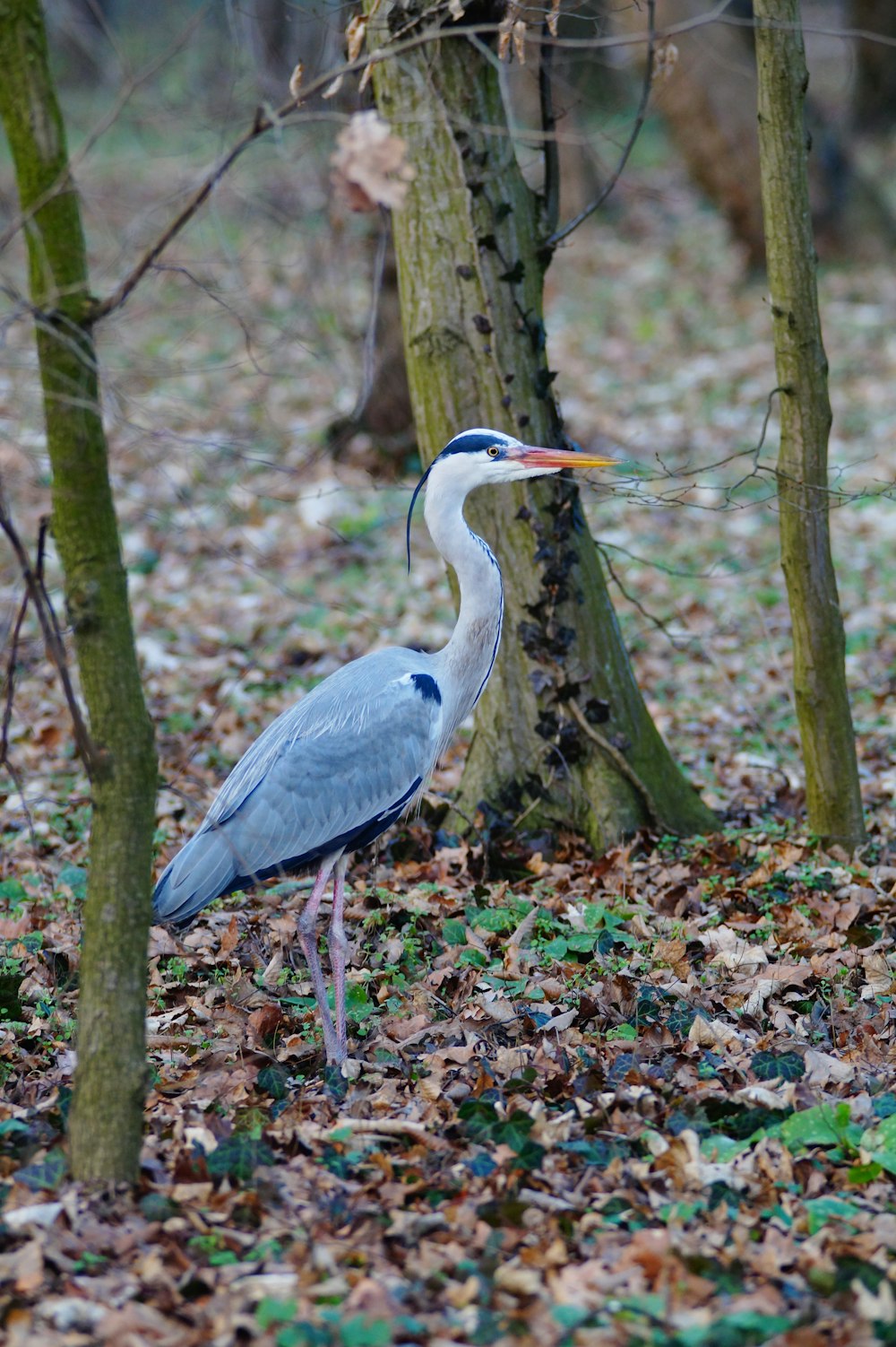 gray and white crane