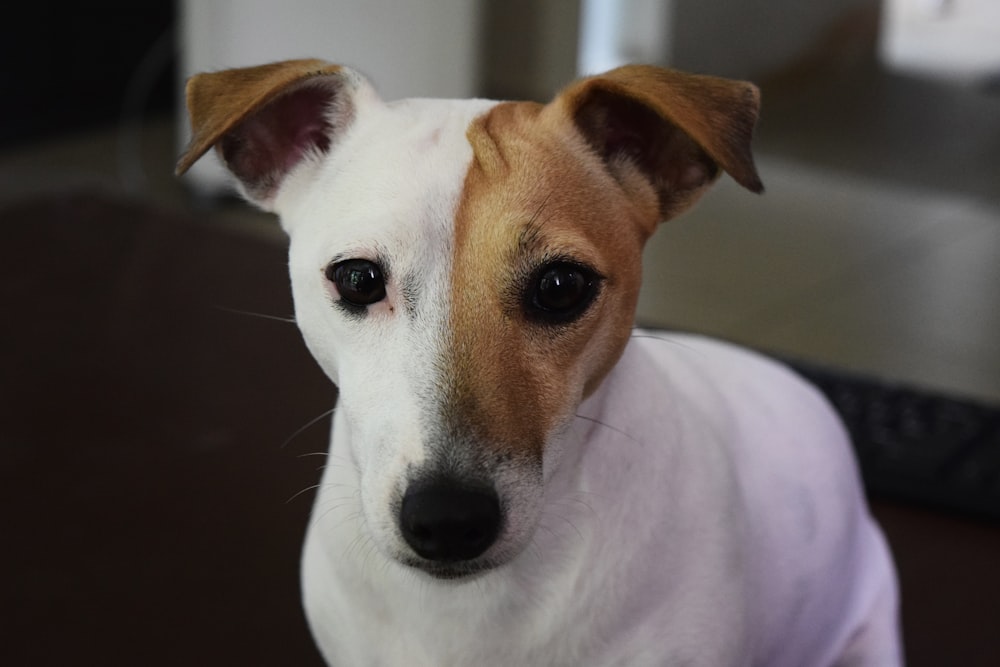 short-coated white and brown dog