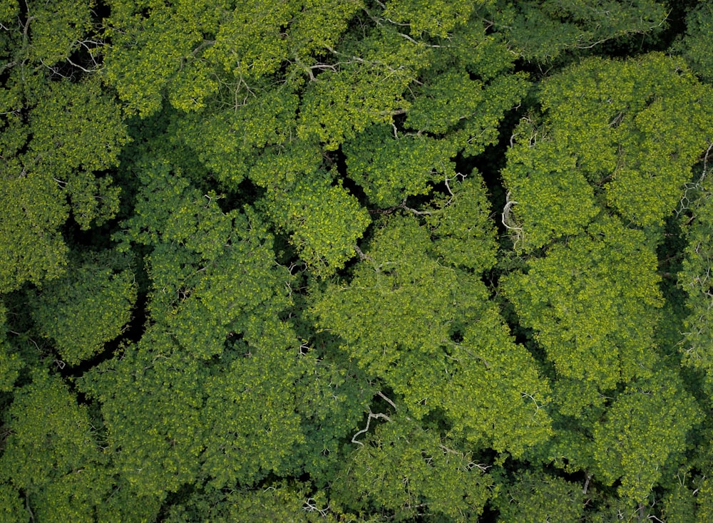 aerial view of trees during daytime