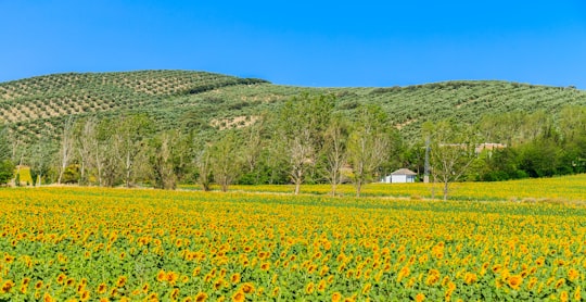 house in the middle of sunflower field in Antequera Spain