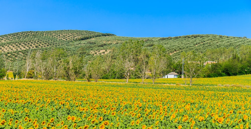 house in the middle of sunflower field