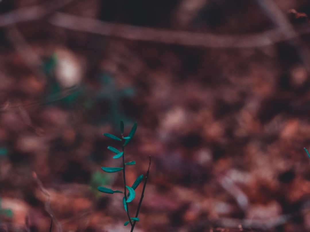 macro shot of green plant