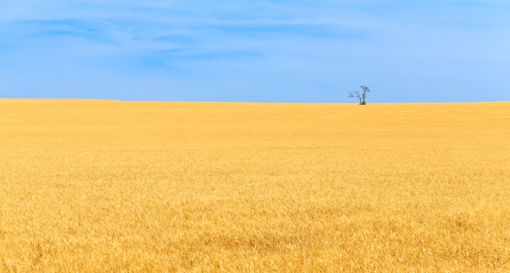 campo sotto il cielo nuvoloso al giorno