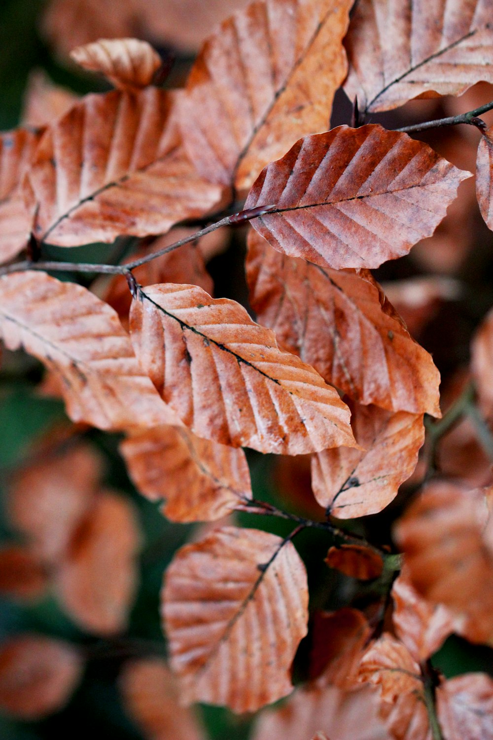 close shot of orange leaves