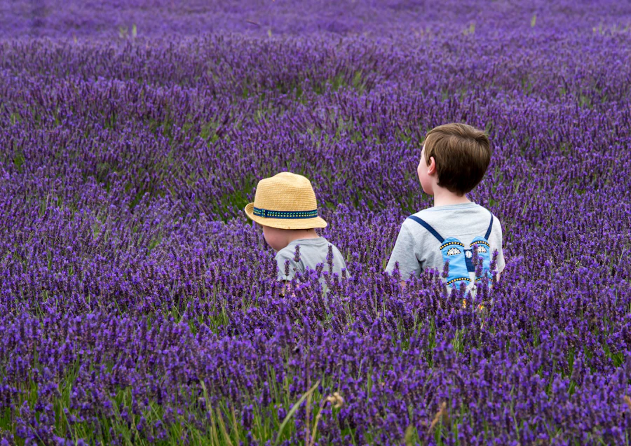 Violettes Blütenfeld in Hertfordshire mit Besuchern