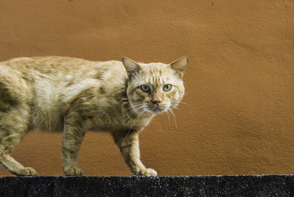 gato tabby laranja andando na parede de concreto