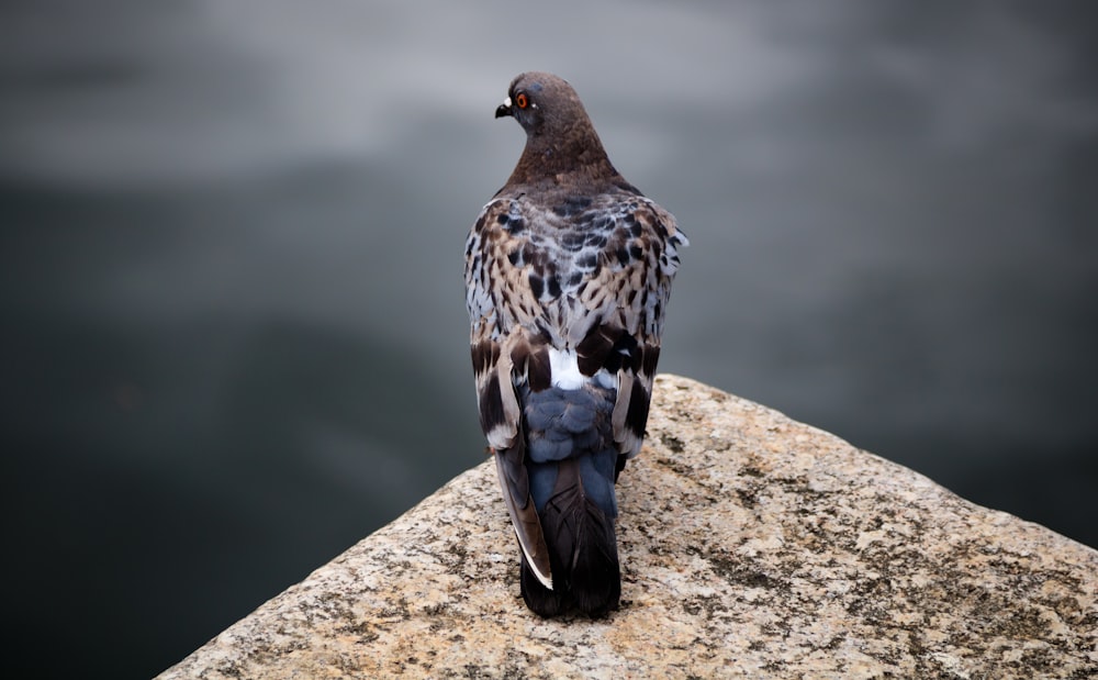 selective focus photography of pigeon on rock