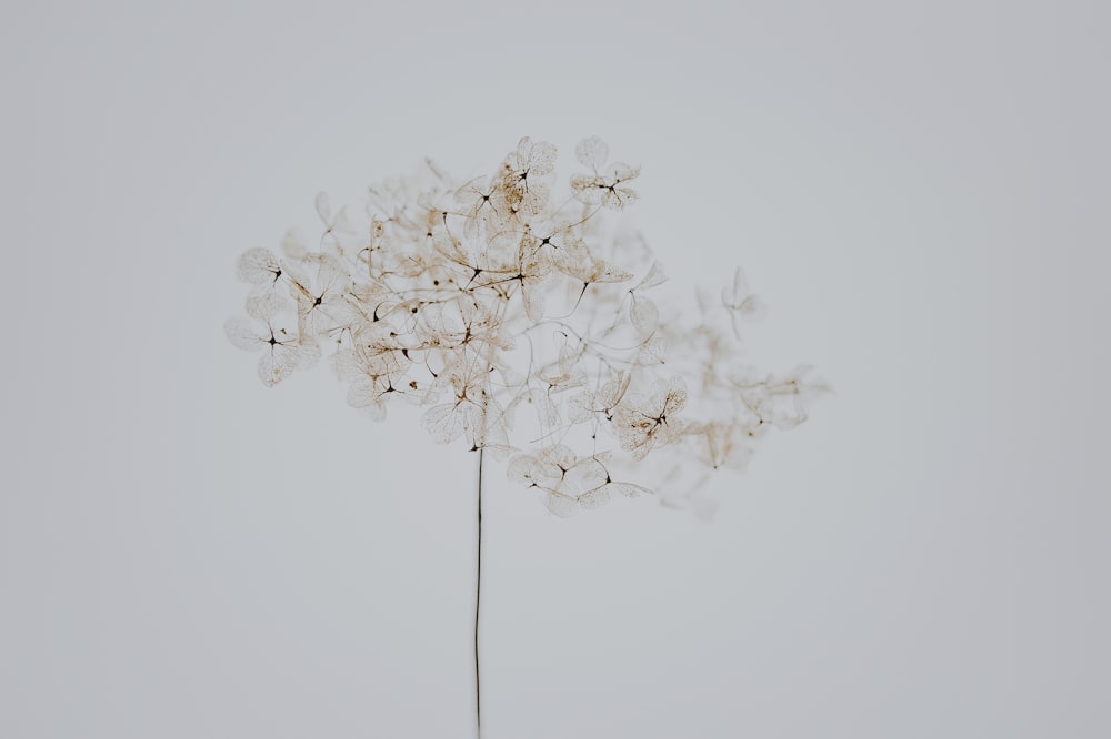 白い花の絵