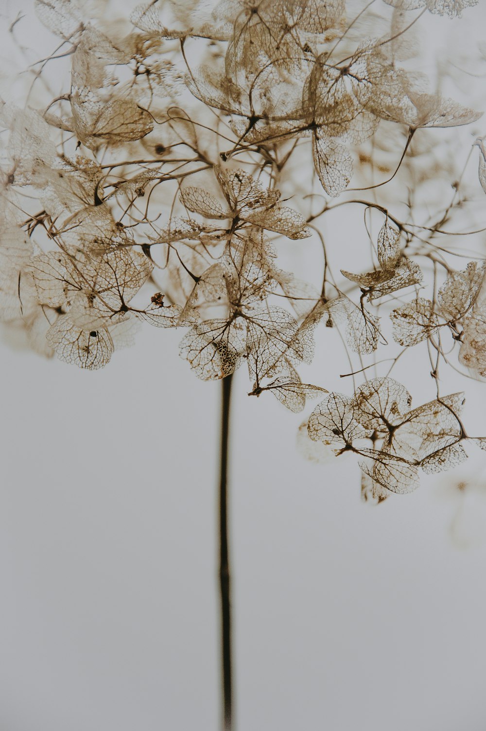 brown dried petaled flower