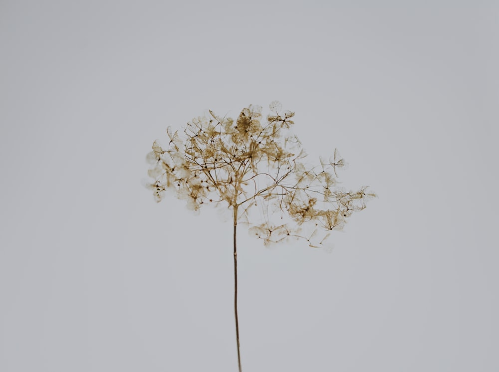 brown dandelion