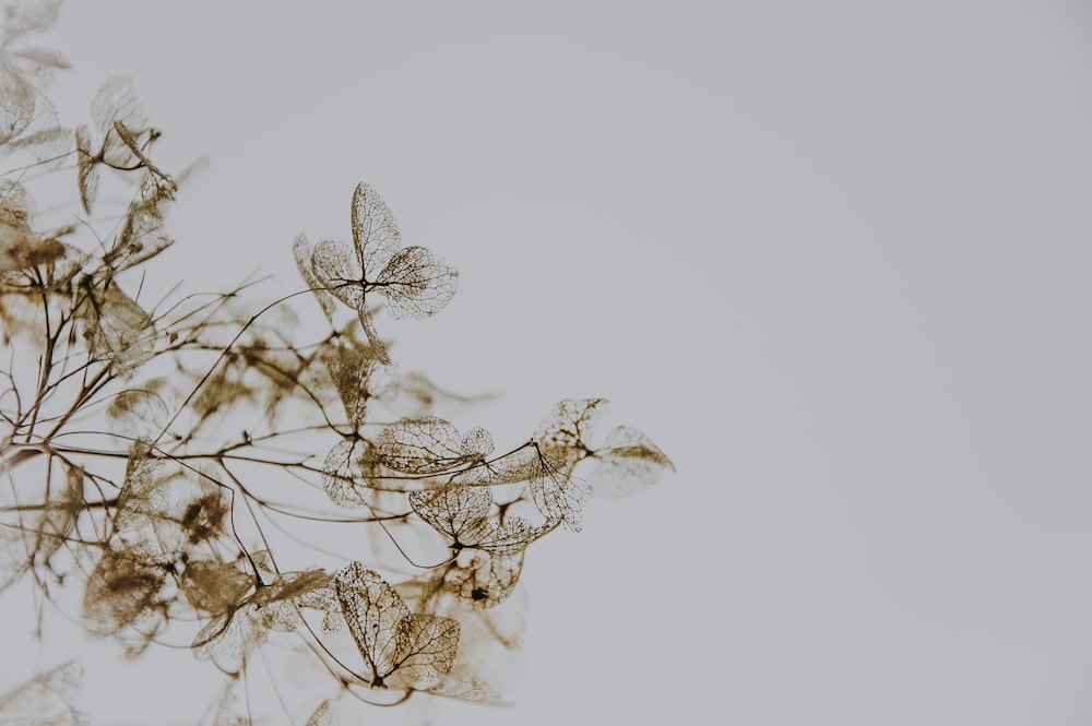 brown leaf plant closeup photography