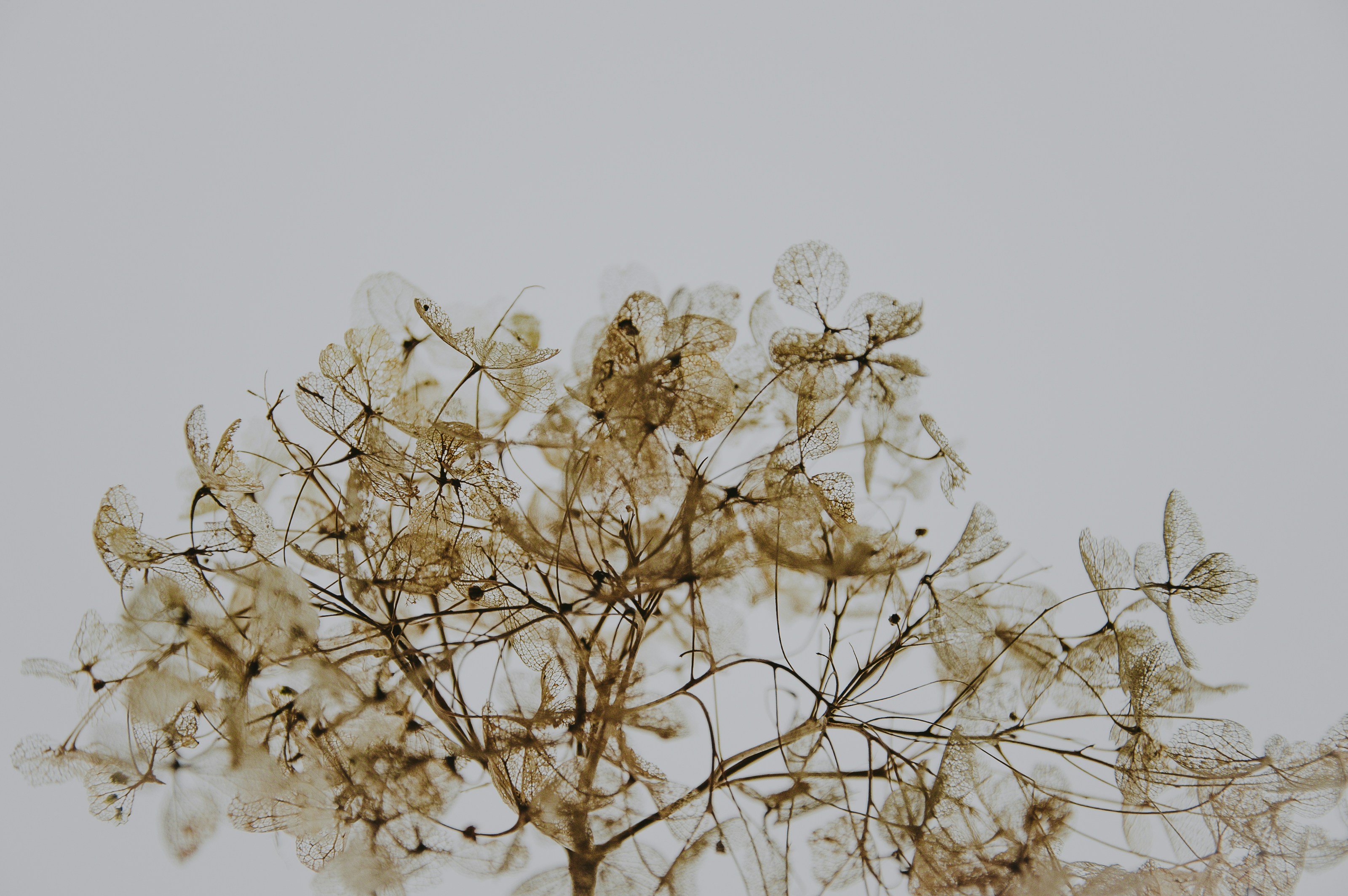 Photo by anniespratt