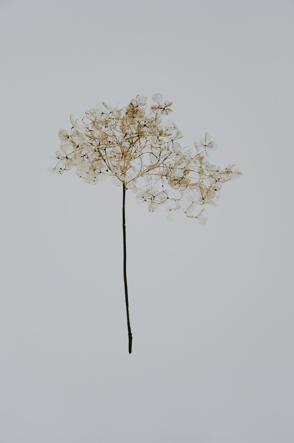 petaled flower on white surface