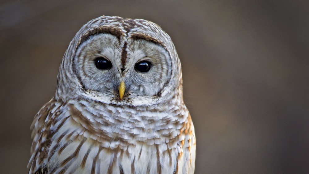 white and brown barn owl