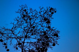 A silhouette of a tree with dense branches and circular objects hanging from them against a bright blue sky.