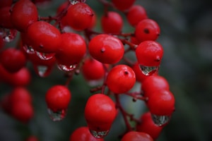 Lingonberry Power Pack