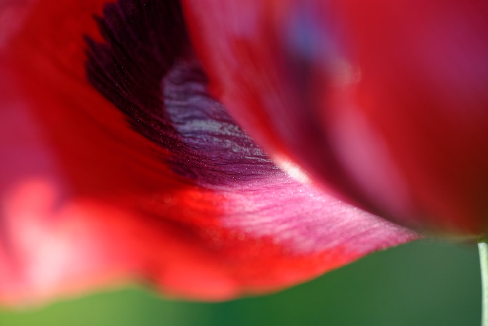 a close up of a red flower with a blurry background