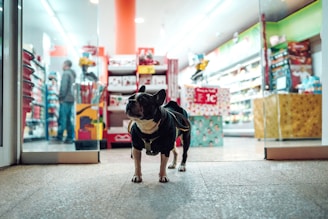 A dog wearing a black jacket stands at the entrance of a brightly lit and colorful store. The store interior contains various products on shelves, and a person is visible in the background.