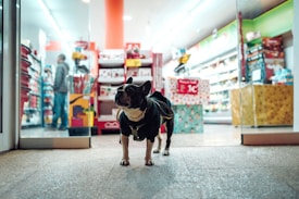 A dog wearing a black jacket stands at the entrance of a brightly lit and colorful store. The store interior contains various products on shelves, and a person is visible in the background.